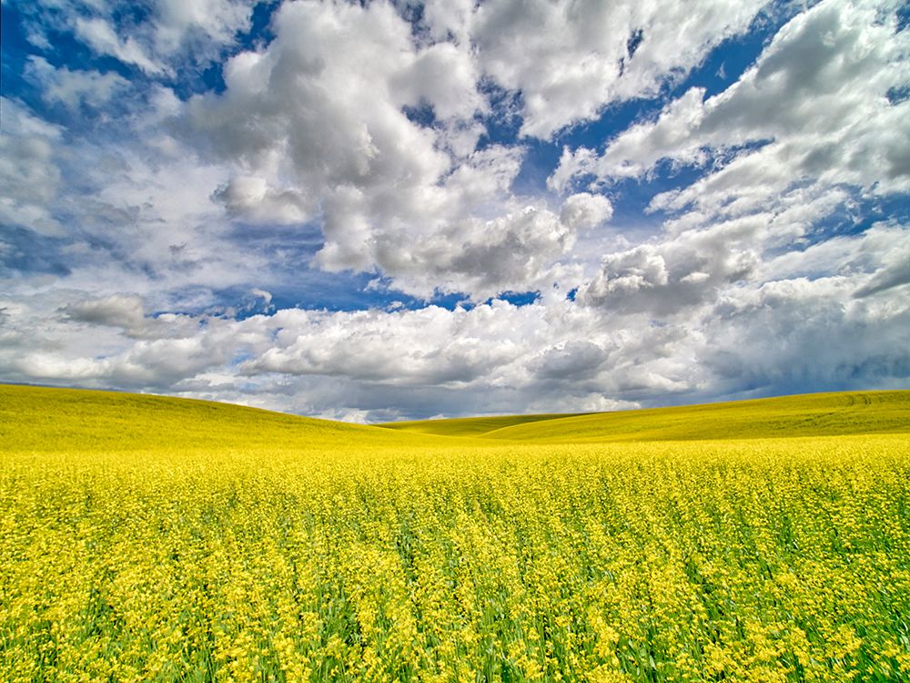 USA-Washington State-Palouse-Spring canola field with beautiful clouds art print by Terry Eggers for $57.95 CAD