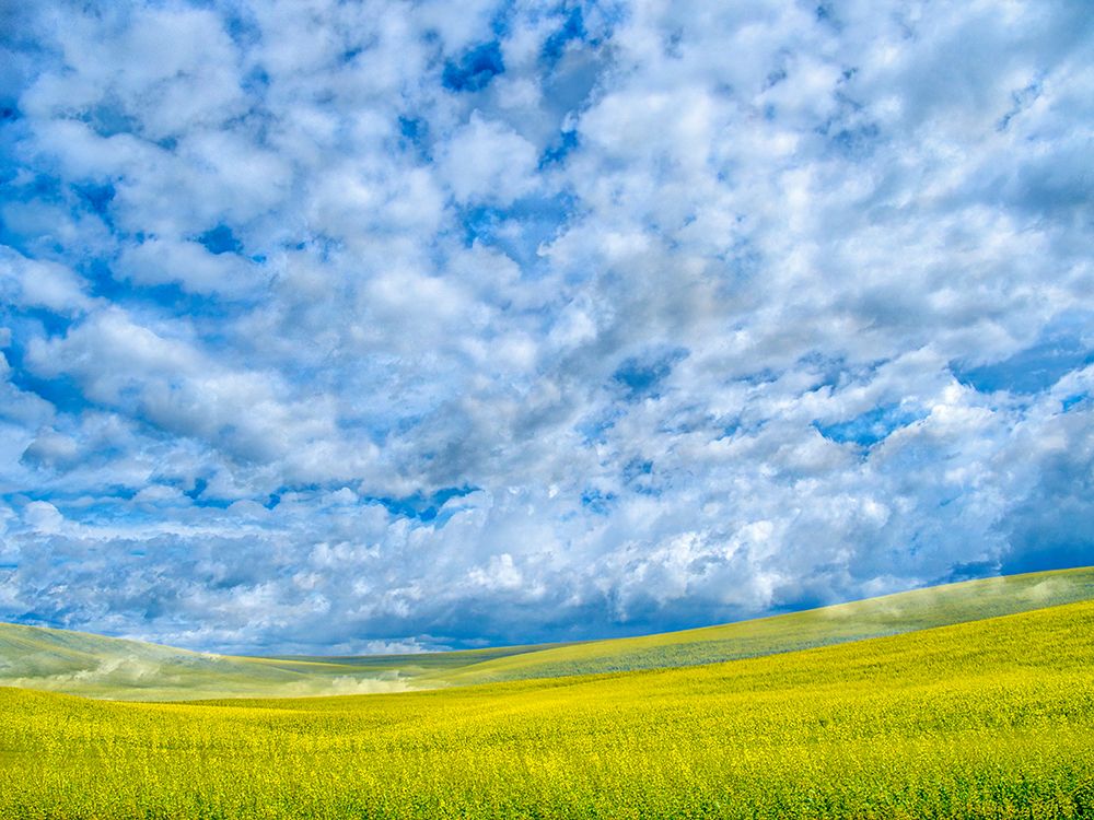USA-Washington State-Palouse-Spring canola field with beautiful clouds art print by Terry Eggers for $57.95 CAD
