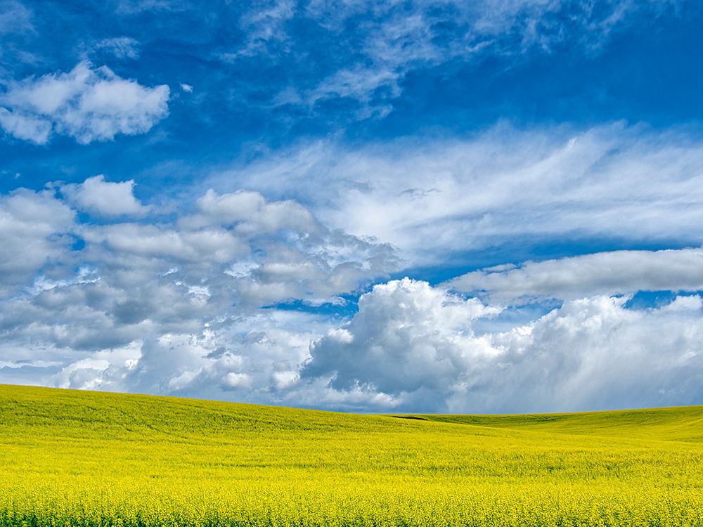 USA-Washington State-Palouse-Spring canola field with beautiful clouds art print by Terry Eggers for $57.95 CAD