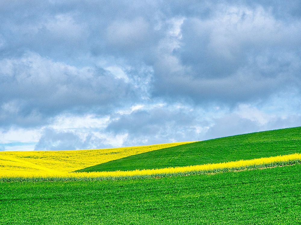USA-Washington State-Palouse-Rolling hills of canola and wheat art print by Terry Eggers for $57.95 CAD