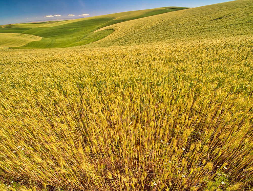 USA-Washington State-Patterns in the fields of wheat art print by Terry Eggers for $57.95 CAD