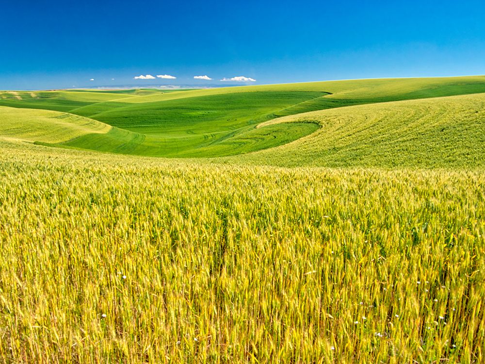 USA-Washington State-Palouse Region-Patterns in the fields of wheat art print by Terry Eggers for $57.95 CAD