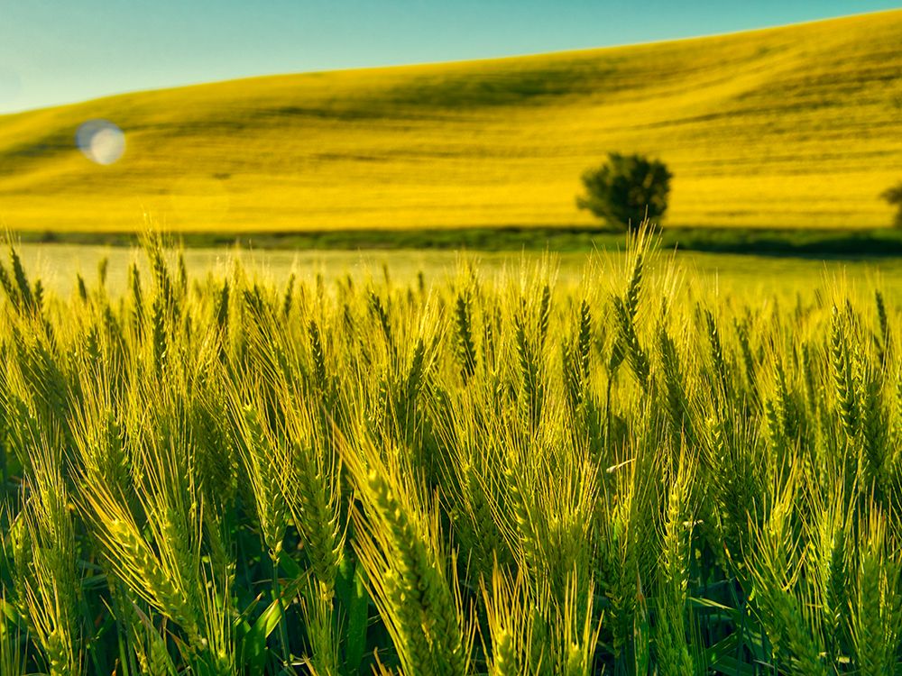 USA-Washington State-Winter wheat field close up art print by Terry Eggers for $57.95 CAD
