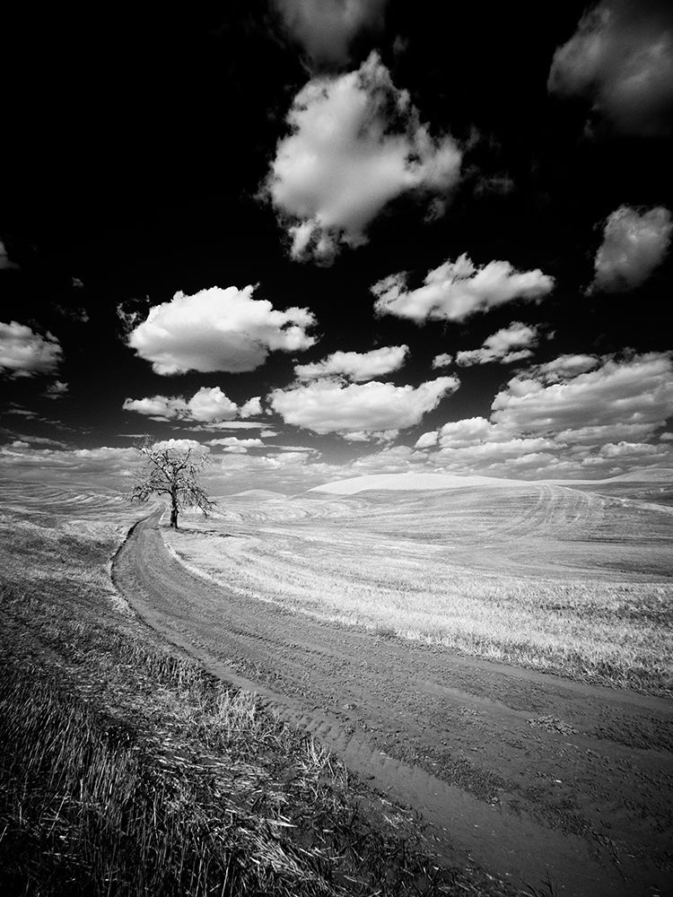 USA-Washington State-Palouse-Crops growing on the rolling hills of the Palouse art print by Terry Eggers for $57.95 CAD