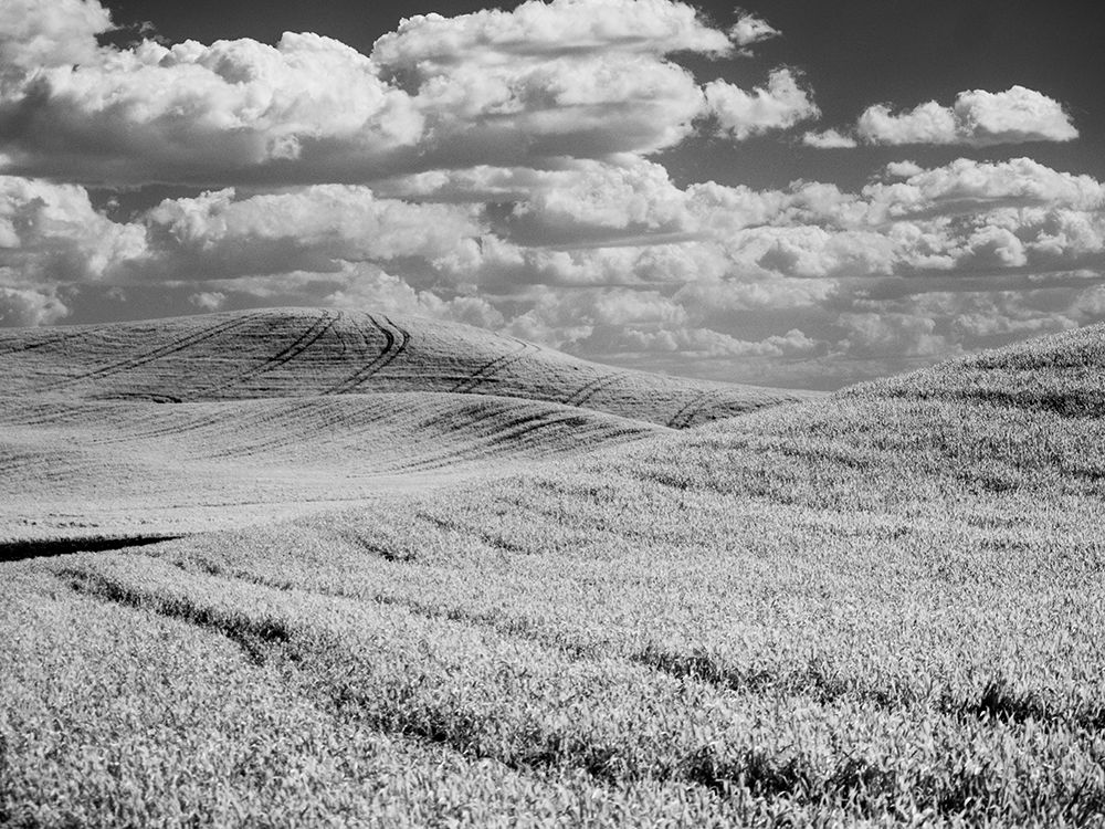 USA-Washington State-Palouse-Crops growing on the rolling hills of the Palouse art print by Terry Eggers for $57.95 CAD