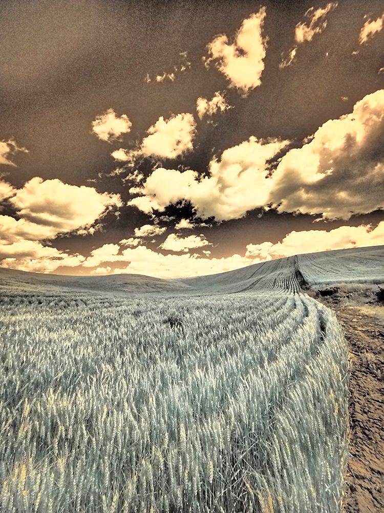 USA-Washington State-Palouse-Crops growing on the rolling hills of the Palouse art print by Terry Eggers for $57.95 CAD