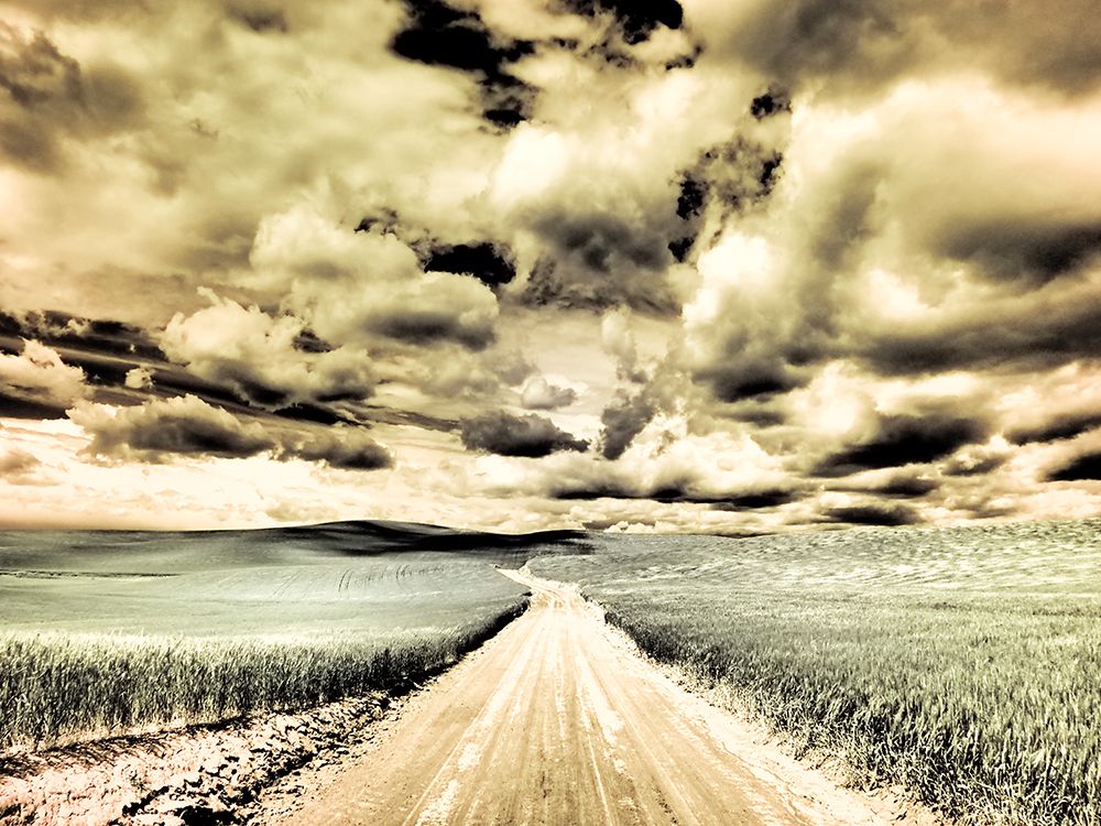 USA-Washington State-Palouse-Country backroad through spring crops art print by Terry Eggers for $57.95 CAD