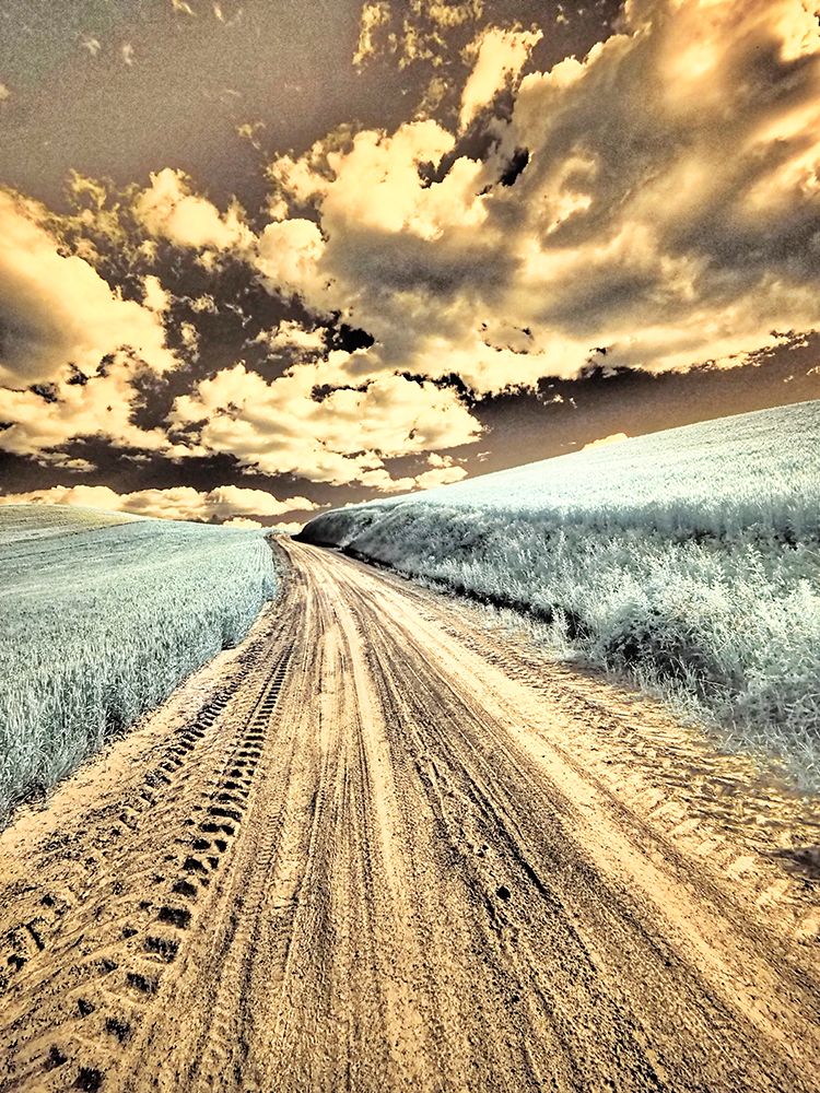 USA-Washington State-Palouse-Country backroad through spring crops art print by Terry Eggers for $57.95 CAD