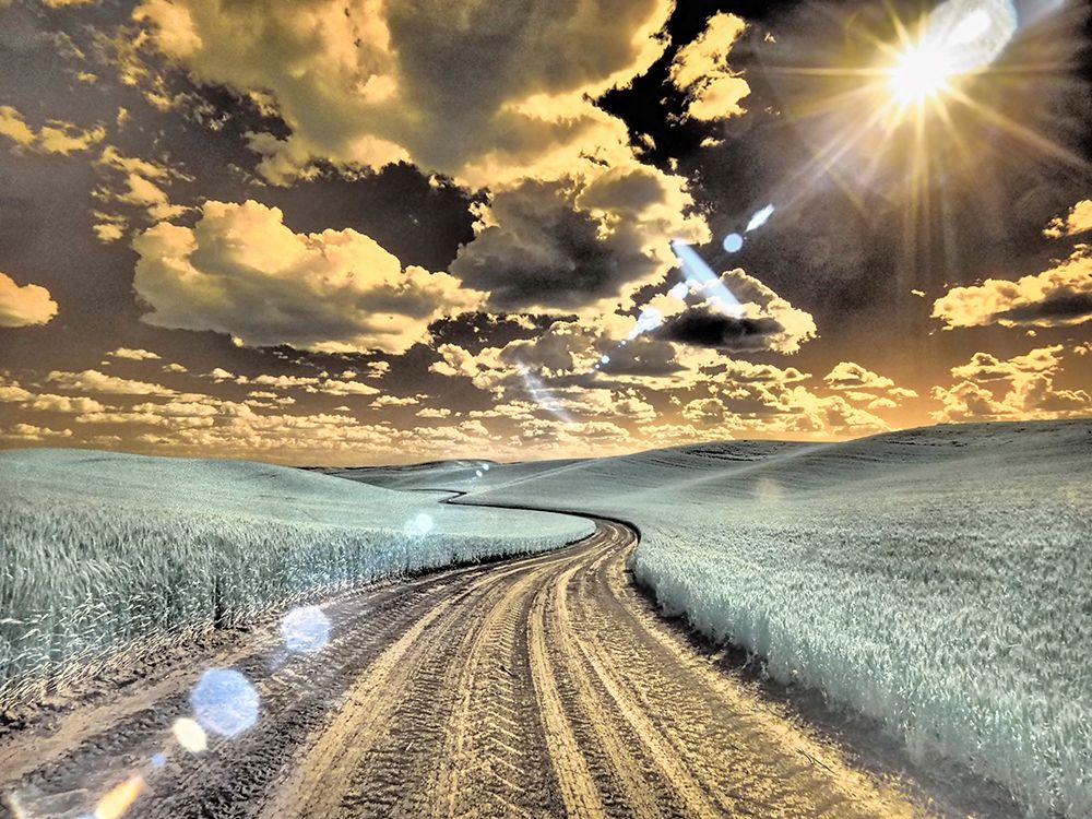USA-Washington State-Palouse-Country backroad through spring crops art print by Terry Eggers for $57.95 CAD