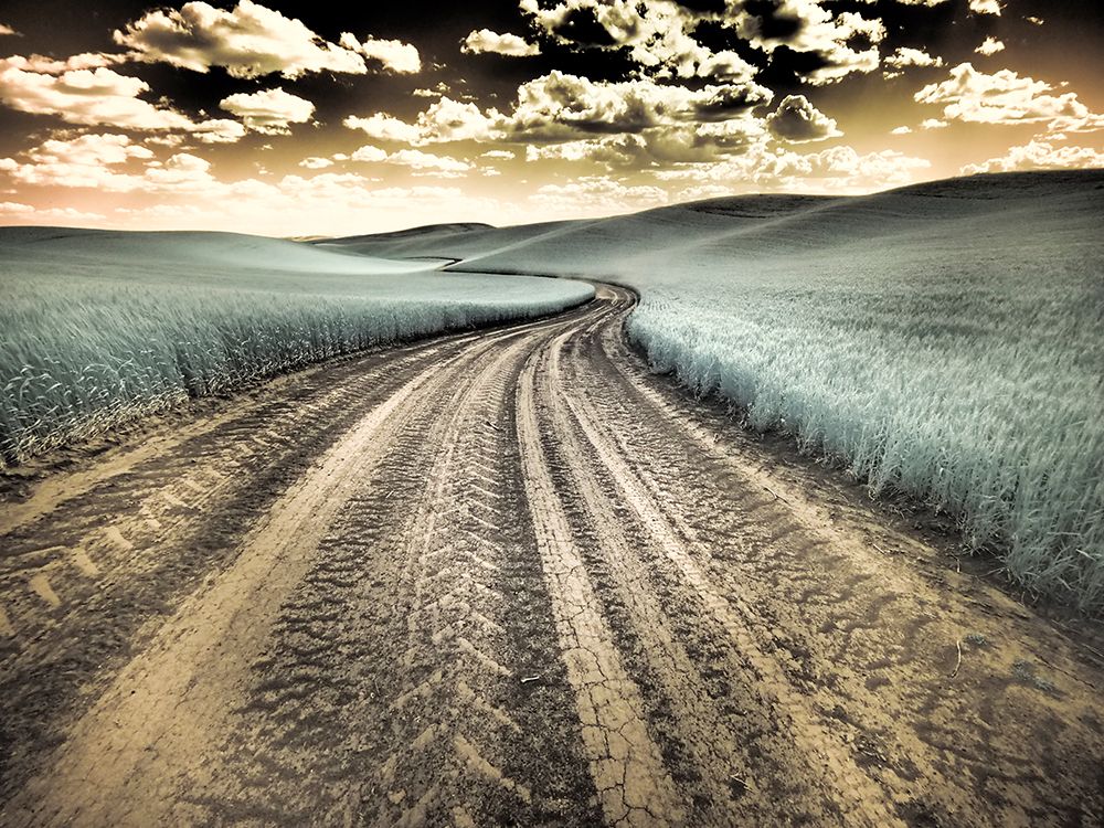 USA-Washington State-Palouse-Country backroad through spring crops art print by Terry Eggers for $57.95 CAD