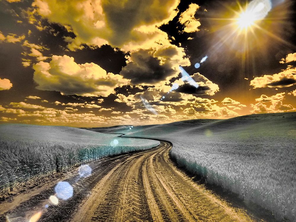 USA-Washington State-Palouse-Country backroad through spring crops art print by Terry Eggers for $57.95 CAD