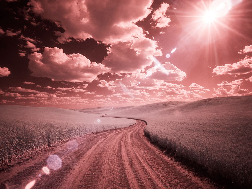 USA-Washington State-Palouse-Country backroad through spring crops art print by Terry Eggers for $57.95 CAD