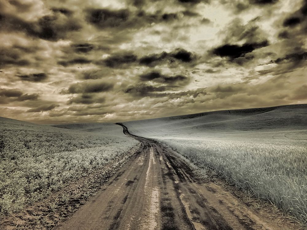 USA-Washington State-Palouse-Country backroad through spring crops art print by Terry Eggers for $57.95 CAD