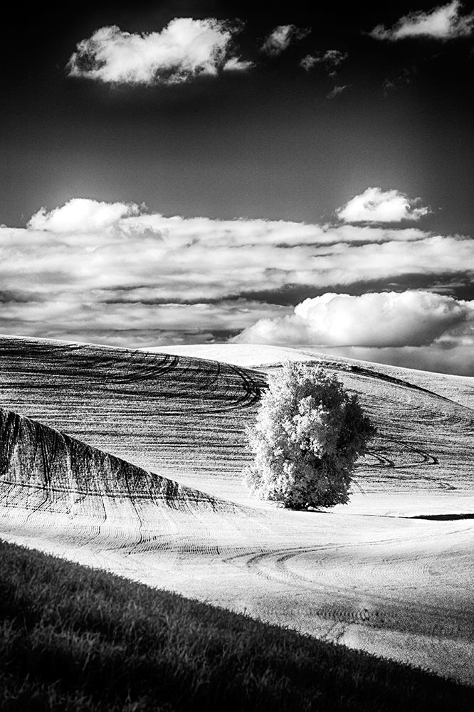 USA-Palouse Country-Washington State-Infrared Palouse fields and lone tree art print by Terry Eggers for $57.95 CAD