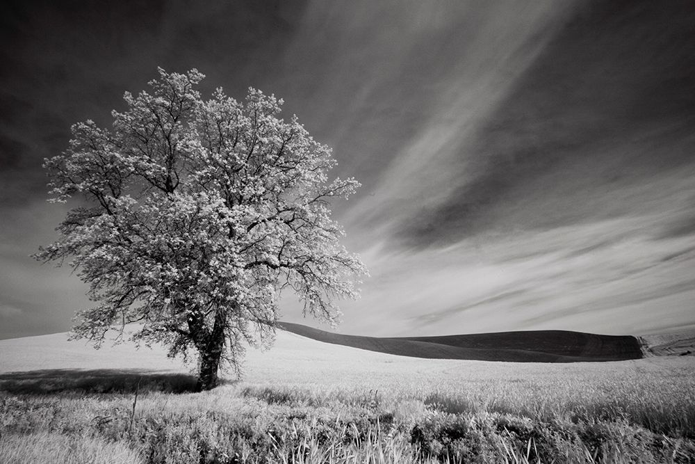 USA-Palouse Country-Washington State-Infrared Palouse fields and lone tree art print by Terry Eggers for $57.95 CAD