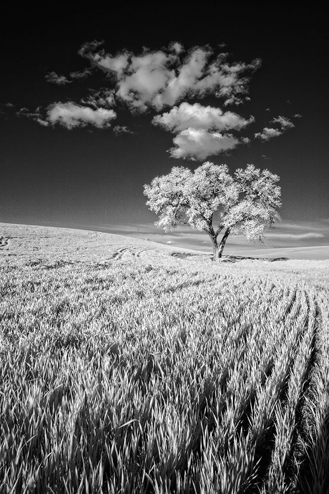 USA-Palouse Country-Washington State-Infrared Palouse fields and lone tree art print by Terry Eggers for $57.95 CAD