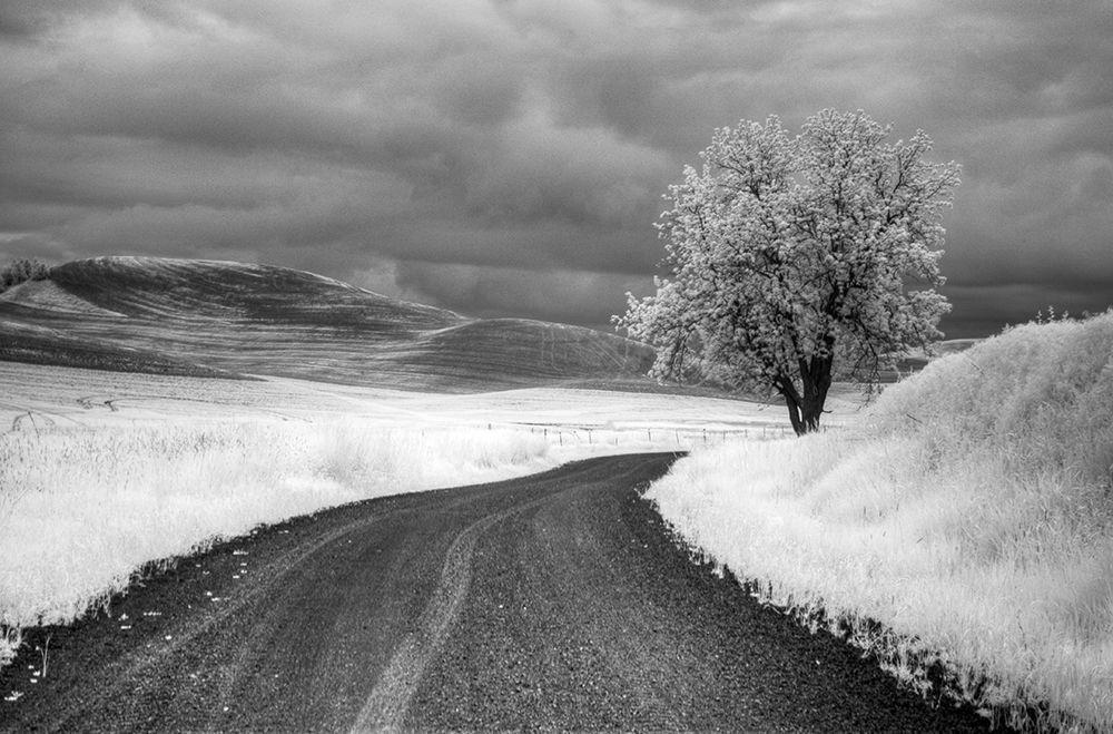 USA-Infrared Palouse fields-Backroad and Tree art print by Terry Eggers for $57.95 CAD
