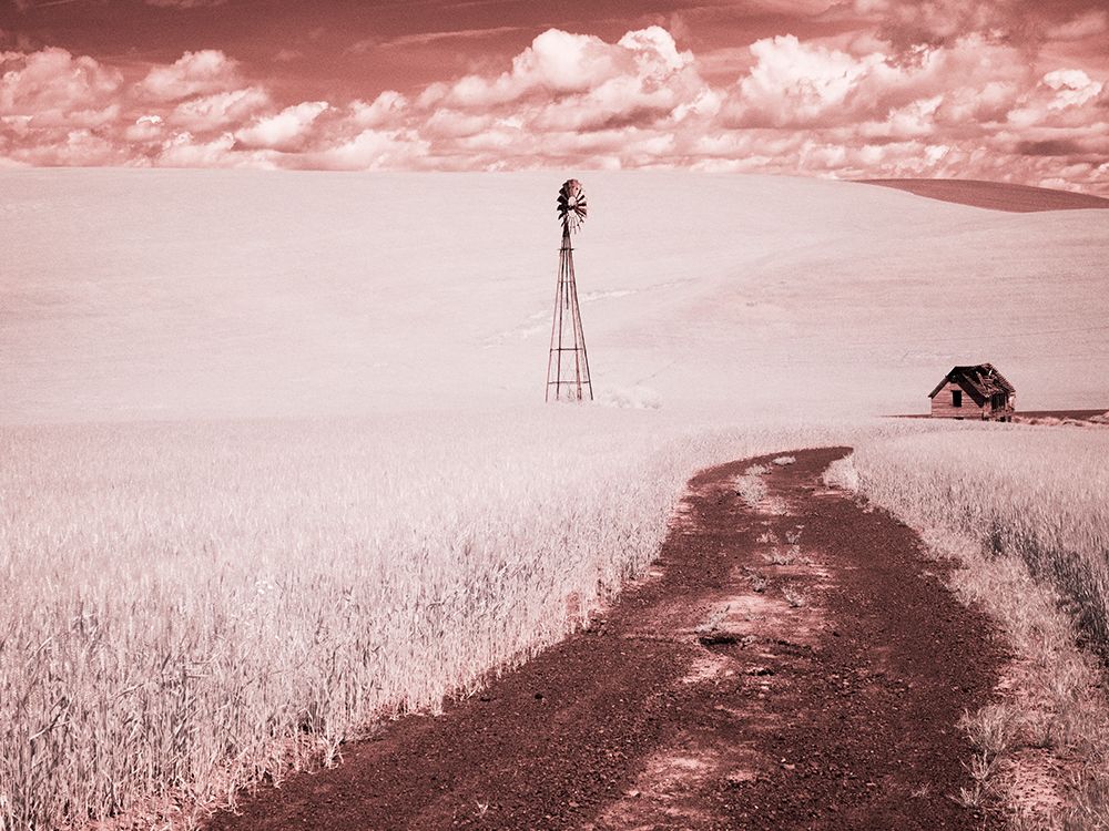 USA-Washington State-Palouse-Backroad through wheat field art print by Terry Eggers for $57.95 CAD