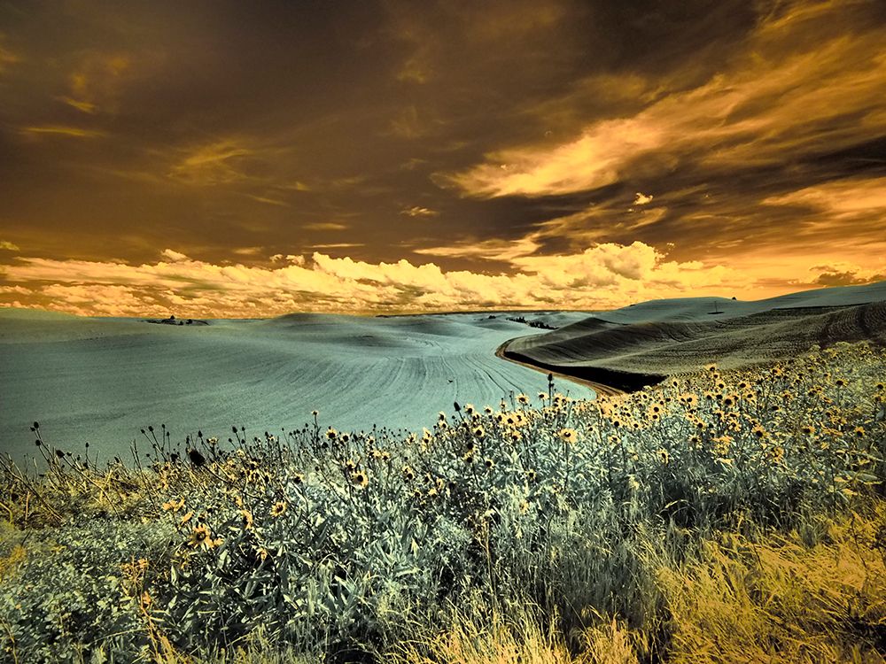 USA-Washington State-Palouse-Spring Poppies and Backcountry road through wheat field and clouds art print by Terry Eggers for $57.95 CAD