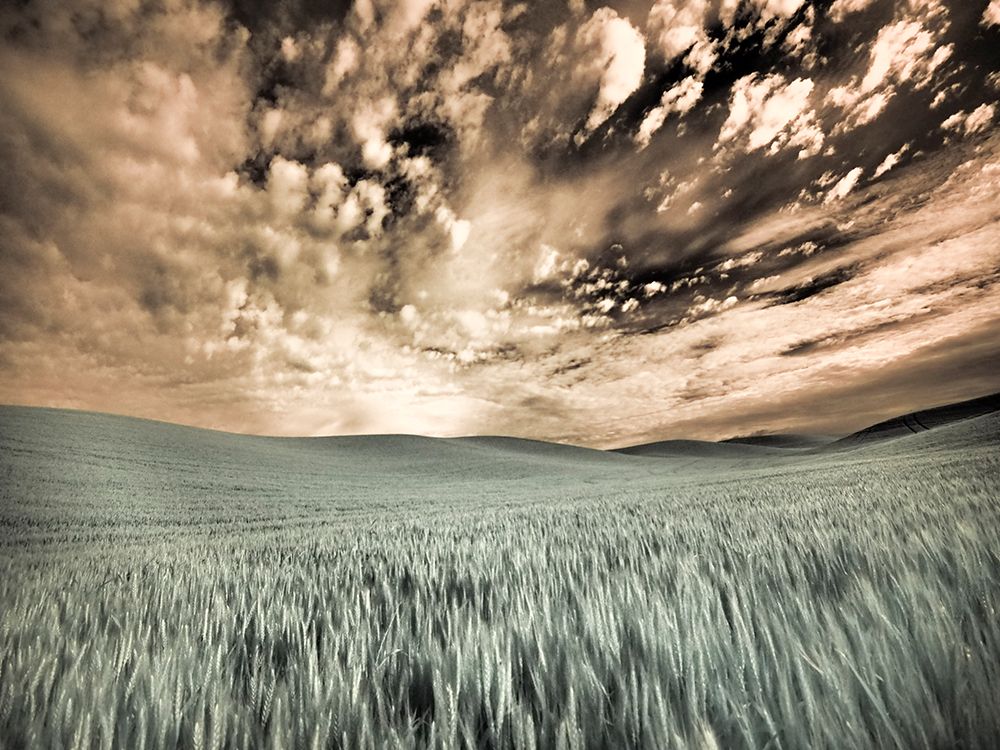 USA-Washington State-Palouse-wheat field and clouds art print by Terry Eggers for $57.95 CAD
