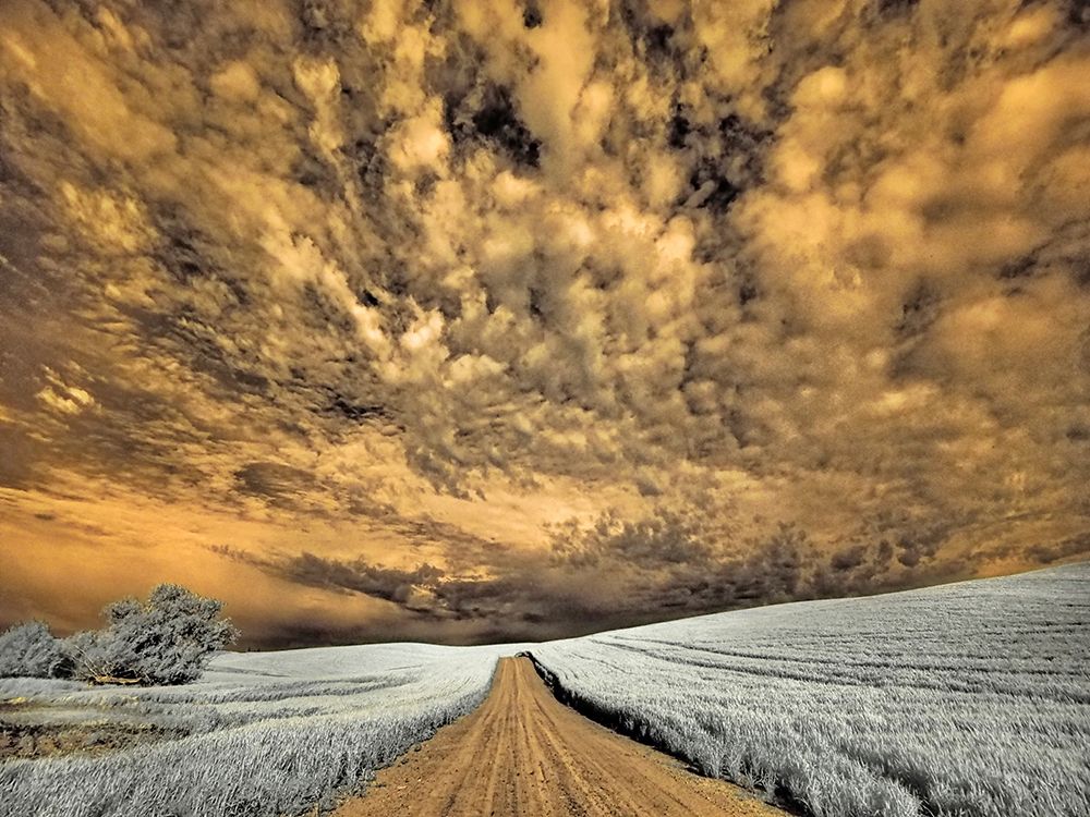 USA-Washington State-Palouse-Backcountry road through wheat field and clouds art print by Terry Eggers for $57.95 CAD
