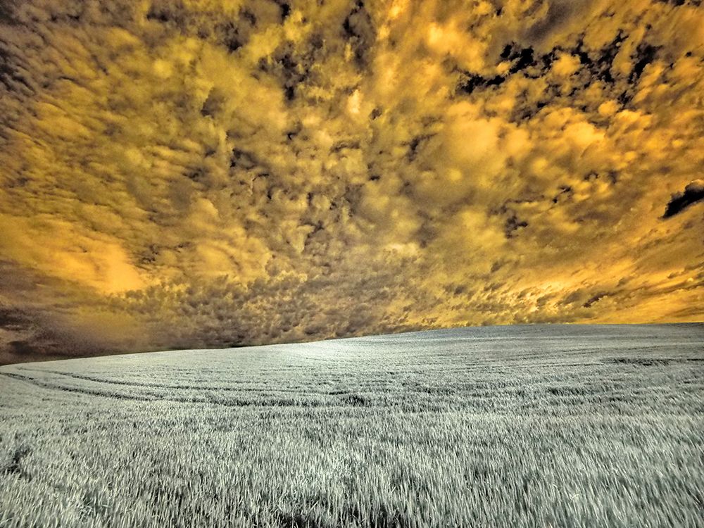 USA-Washington State-Palouse-wheat field and clouds art print by Terry Eggers for $57.95 CAD