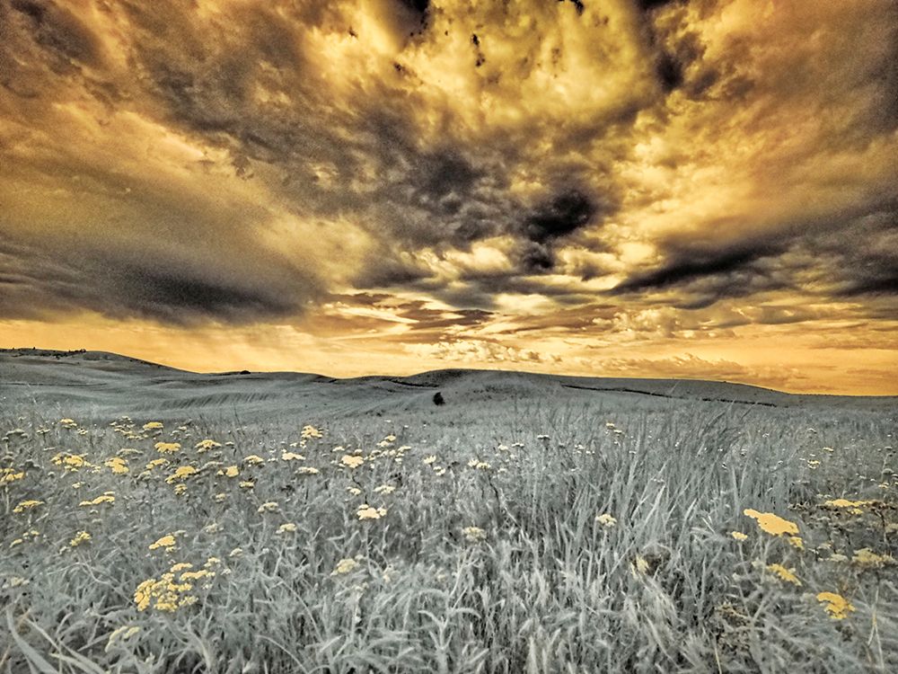 USA-Washington State-Palouse-Spring Poppies and wheat field and clouds art print by Terry Eggers for $57.95 CAD