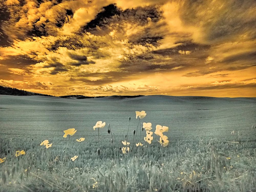 USA-Washington State-Palouse-Spring Poppies and wheat field and clouds art print by Terry Eggers for $57.95 CAD
