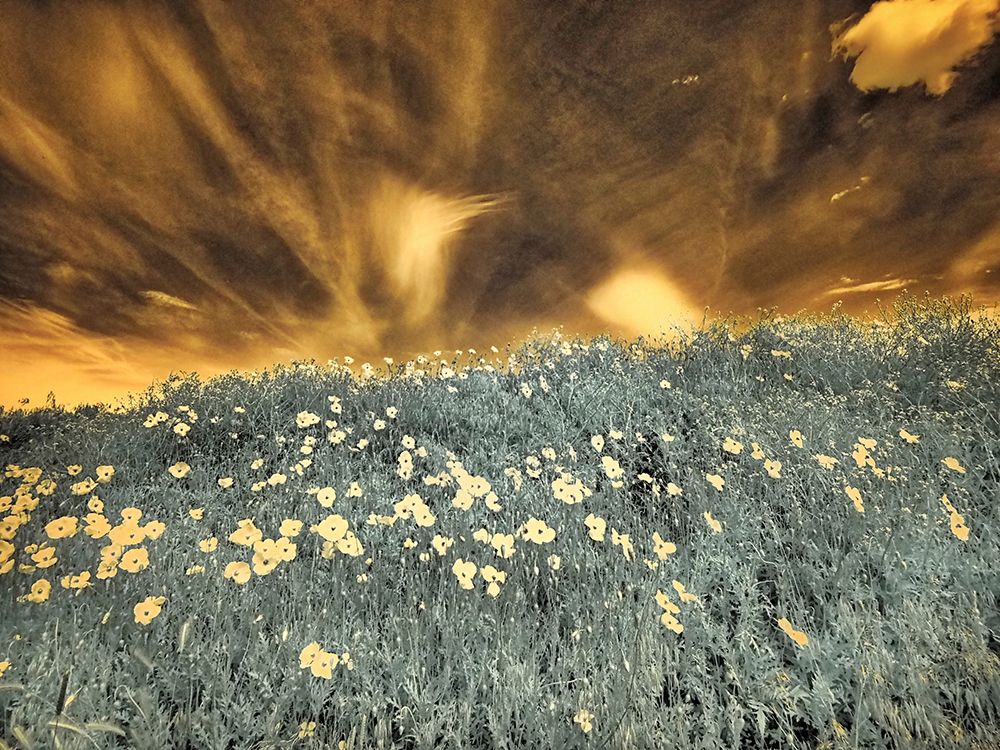 USA-Washington State-Palouse-Spring Poppies and Backcountry road through wheat field and clouds art print by Terry Eggers for $57.95 CAD