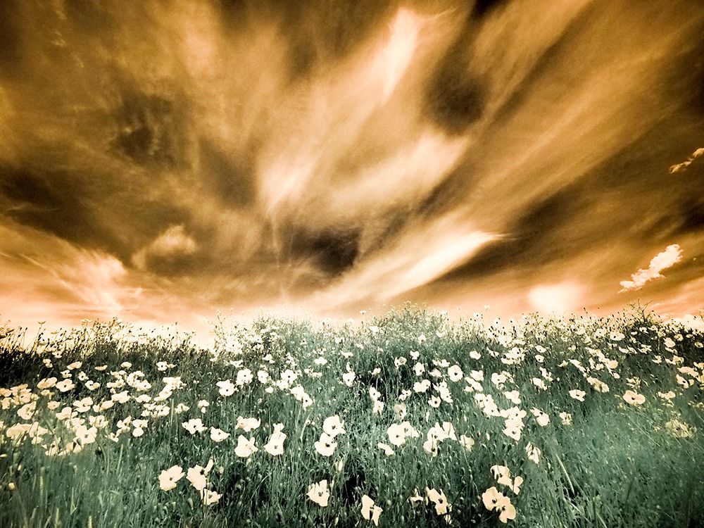 USA-Washington State-Palouse-Spring Poppies and Backcountry road through wheat field and clouds art print by Terry Eggers for $57.95 CAD