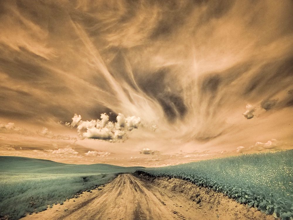 USA-Washington State-Palouse-Backcountry road through canola field and clouds art print by Terry Eggers for $57.95 CAD
