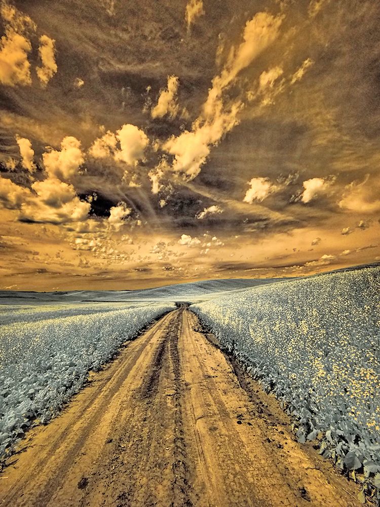 USA-Washington State-Palouse-Backcountry road through canola field and clouds art print by Terry Eggers for $57.95 CAD
