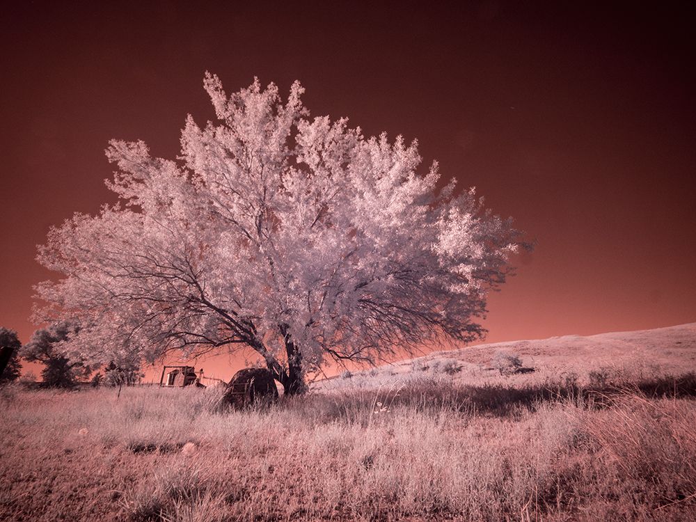 USA-Washington State-Palouse region-Lone tree in Field art print by Terry Eggers for $57.95 CAD
