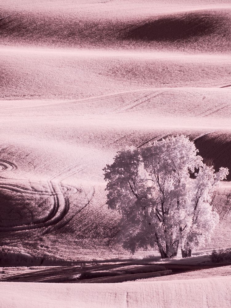 USA-Washington State-Palouse region-Lone tree in Field art print by Terry Eggers for $57.95 CAD