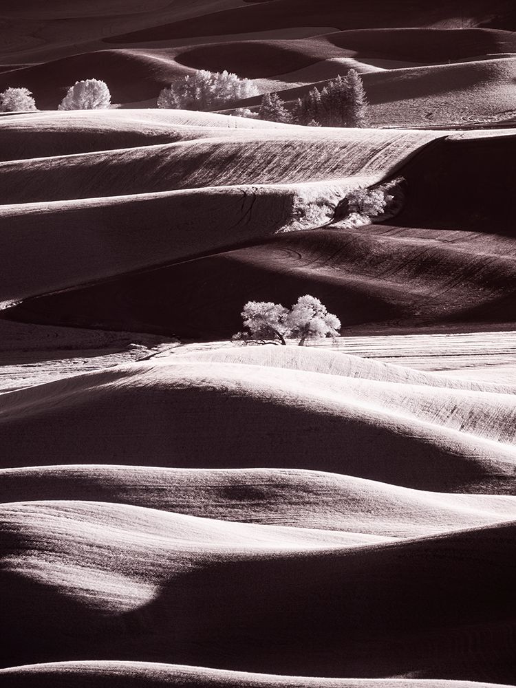 USA-Washington State-Palouse region-Rolling hills at Sunset art print by Terry Eggers for $57.95 CAD