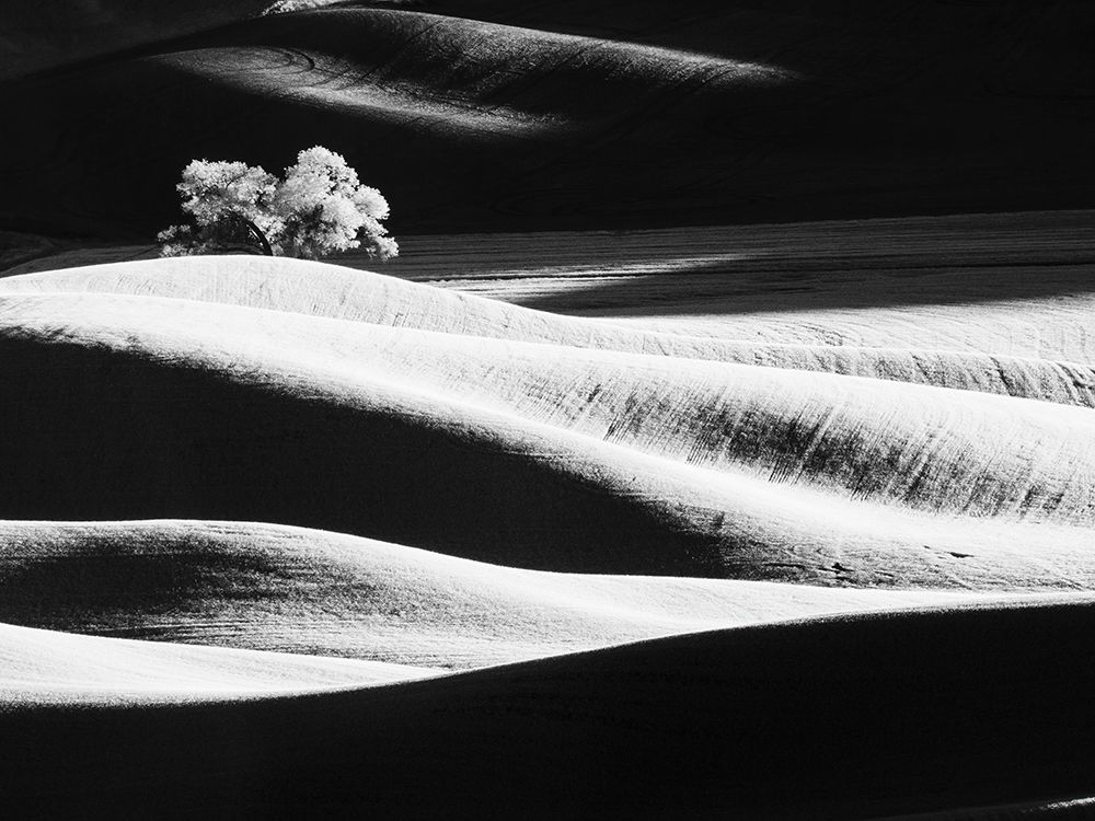 USA-Washington State-Palouse region-Lone tree in Field art print by Terry Eggers for $57.95 CAD