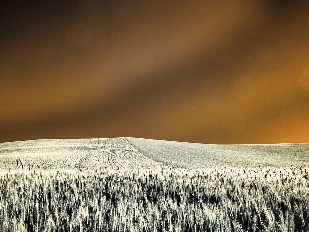 USA-Washington State-Palouse region-Rolling Hills of wheat art print by Terry Eggers for $57.95 CAD