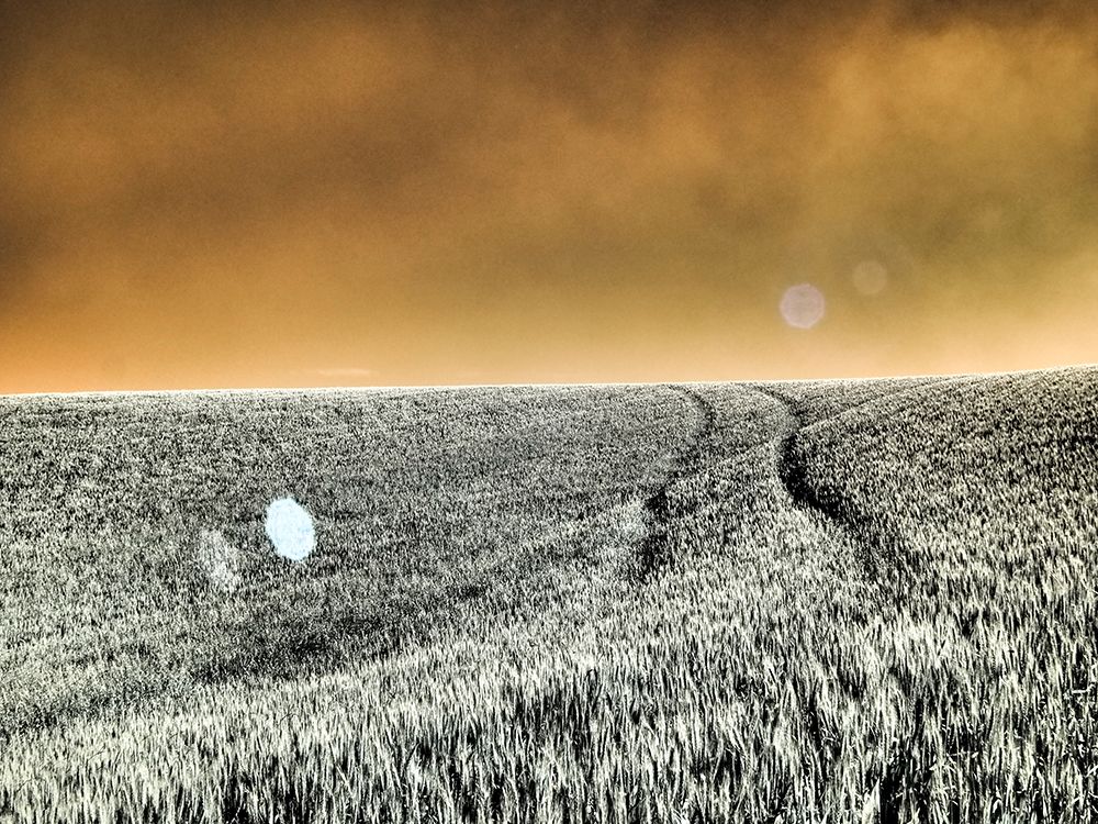 USA-Washington State-Palouse region-Rolling Hills of wheat art print by Terry Eggers for $57.95 CAD