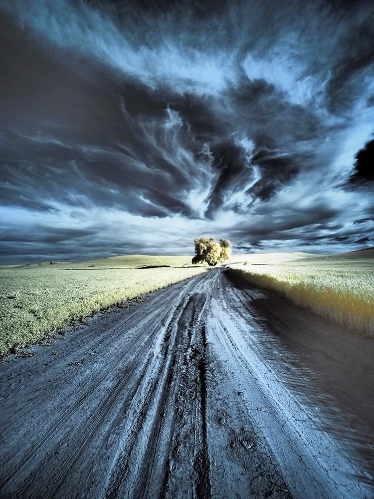 USA-Washington State-Palouse region-Backcountry road leading to Lone Tree art print by Terry Eggers for $57.95 CAD