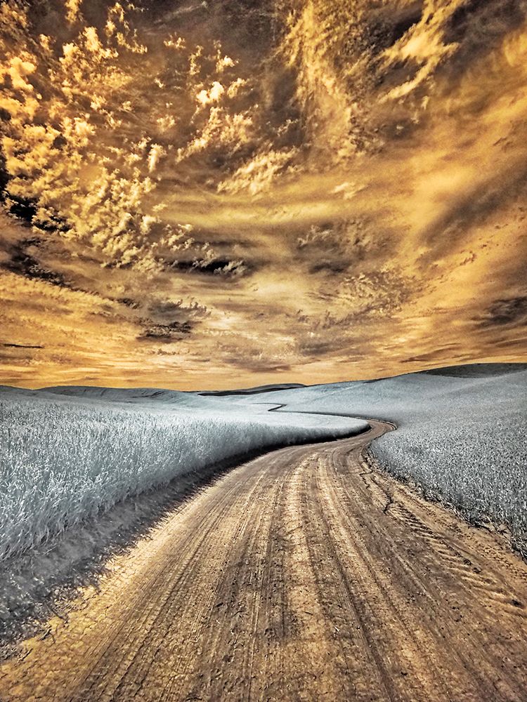 USA-Washington State-Palouse region-winding backcountry road through wheat fields art print by Terry Eggers for $57.95 CAD