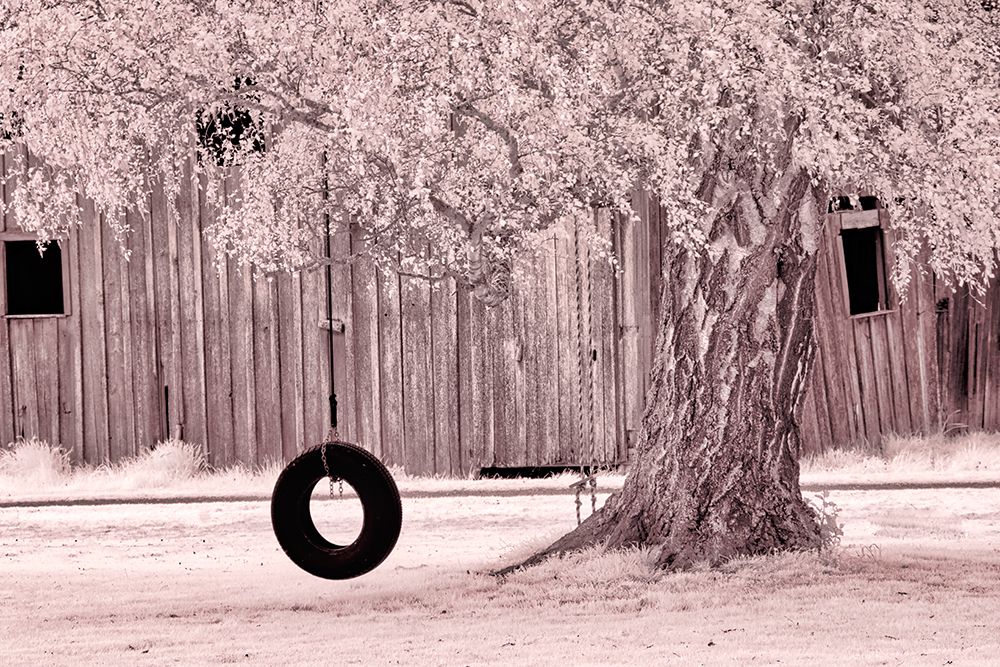 USA-Washington State-Skagit Valley-Old willow tree and tire rope swing art print by Terry Eggers for $57.95 CAD