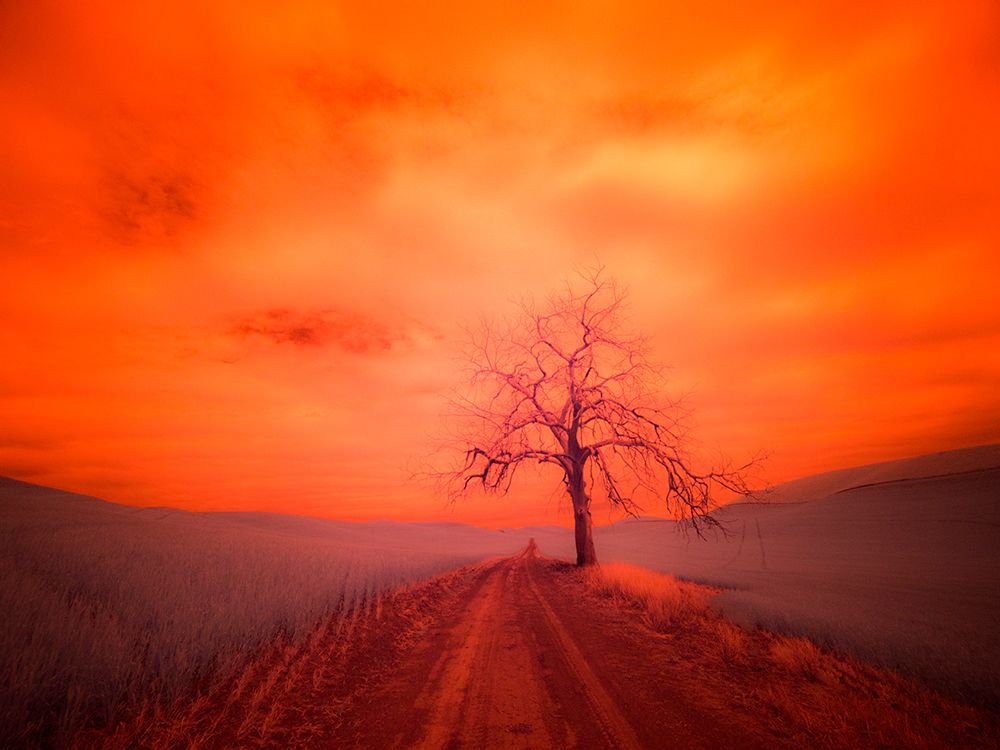 USA-Washington State-Palouse Infrared of lone tree along side country road art print by Terry Eggers for $57.95 CAD