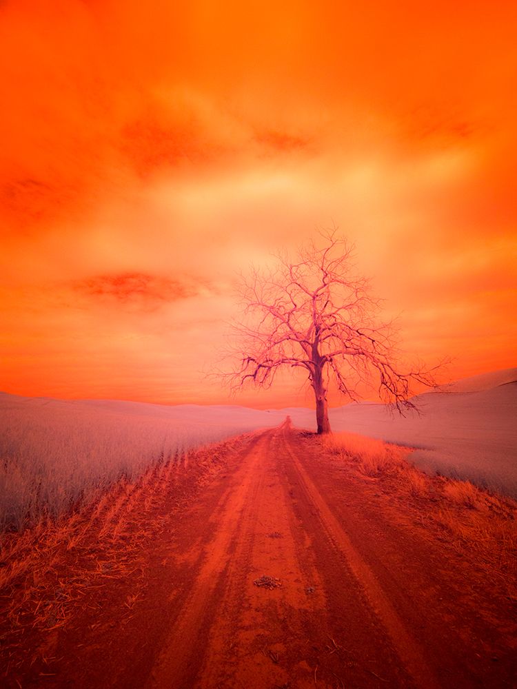 USA-Washington State-Palouse Infrared of lone tree along side country road art print by Terry Eggers for $57.95 CAD
