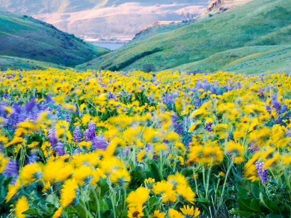 USA-Washington State Arrowleaf balsamroot and lupine art print by Terry Eggers for $57.95 CAD