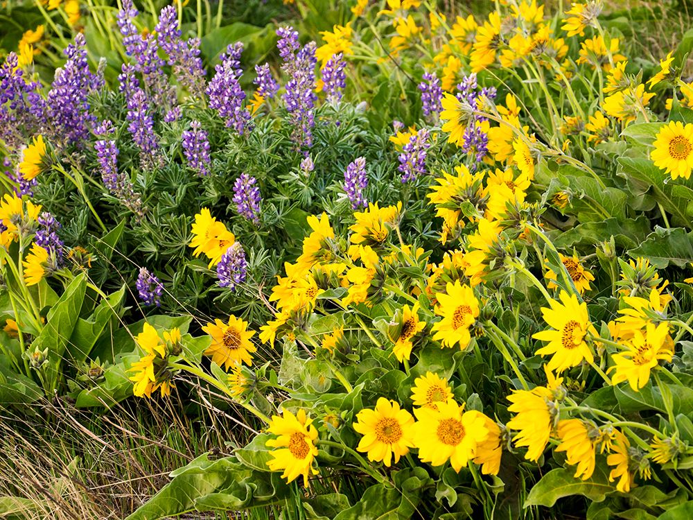 USA-Washington State Arrowleaf balsamroot and lupine art print by Terry Eggers for $57.95 CAD
