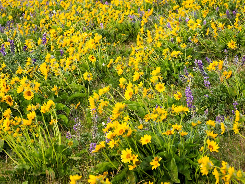 USA-Washington State Arrowleaf balsamroot and lupine art print by Terry Eggers for $57.95 CAD