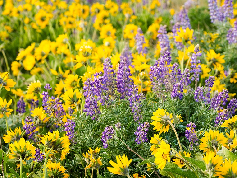 USA-Washington State Arrowleaf balsamroot and lupine art print by Terry Eggers for $57.95 CAD