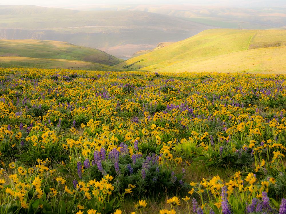 USA-Washington State Arrowleaf balsamroot and lupine art print by Terry Eggers for $57.95 CAD