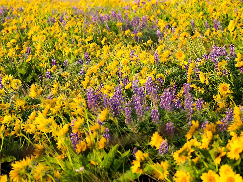 USA-Washington State Arrowleaf balsamroot and lupine art print by Terry Eggers for $57.95 CAD