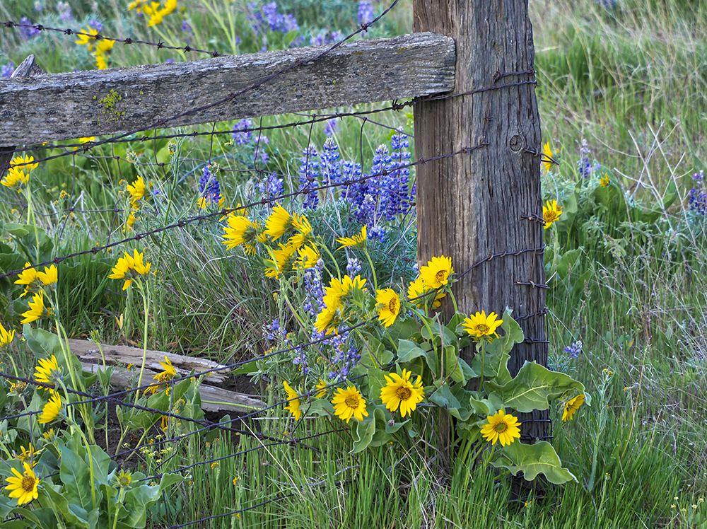 USA-Washington State Fence line with spring wildflowers art print by Terry Eggers for $57.95 CAD